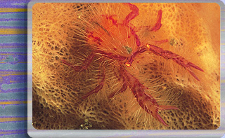 Squat Lobster